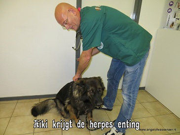 De canine Herpes vaccinatie